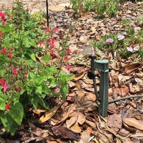 thumbnail for publication: Microirrigation or Drip Irrigation for Home Landscapes